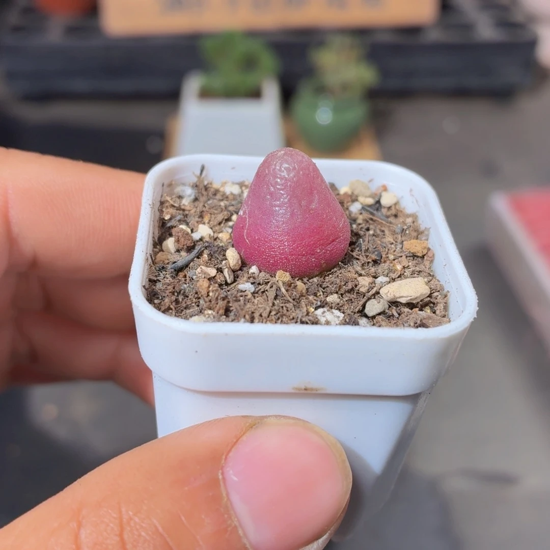 灯泡多肉9.9包邮发货