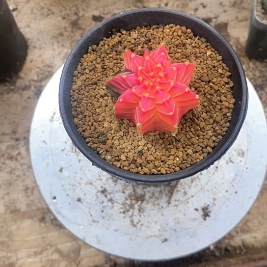一个肋骨牡丹的仙人球