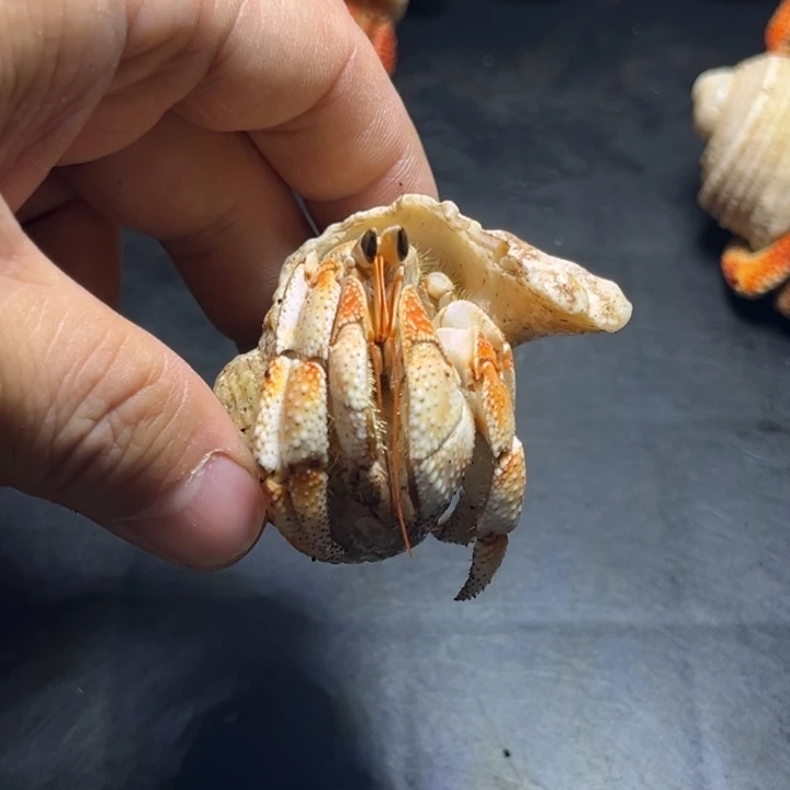 闪19号毛球2.3口径