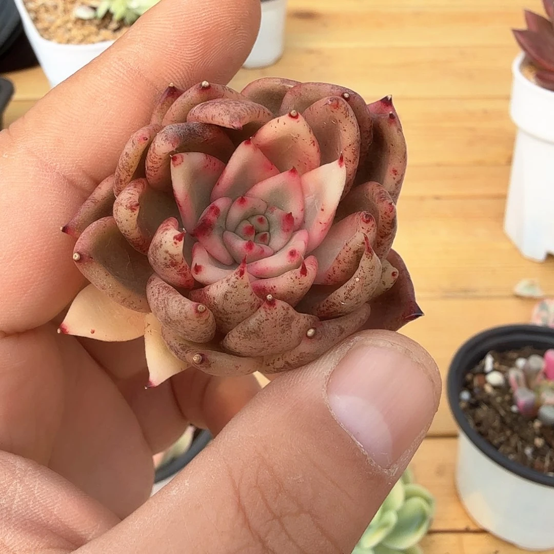 M****7黑玫瑰水晶锦多肉锦