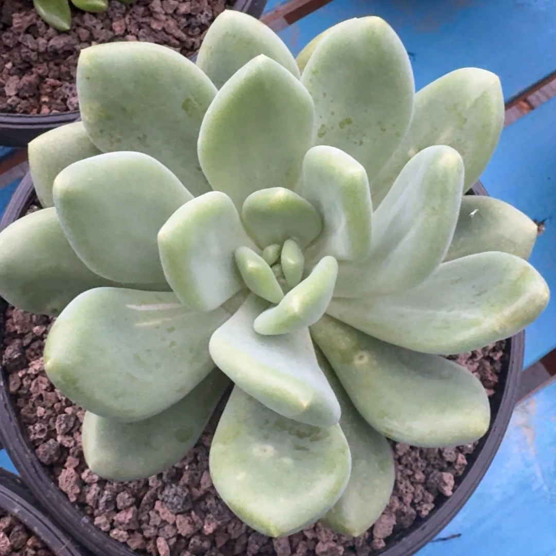 X系列美人多肉植物