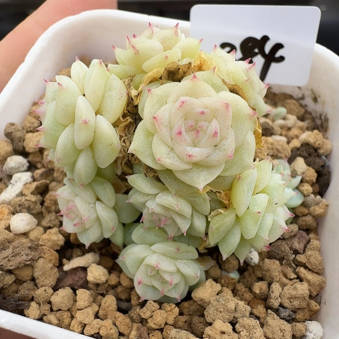 一物一拍一物一拍1213-384