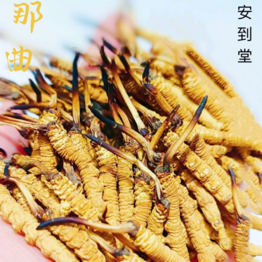 【那曲虫草】2025年正宗高海拔头期新干冬虫夏草4根/g