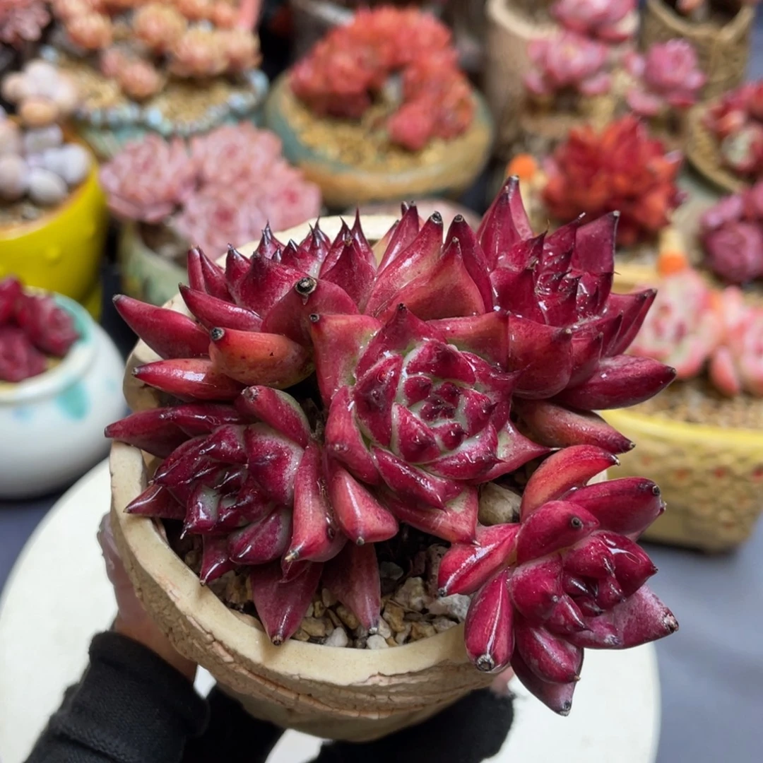 特殊系统东云系列