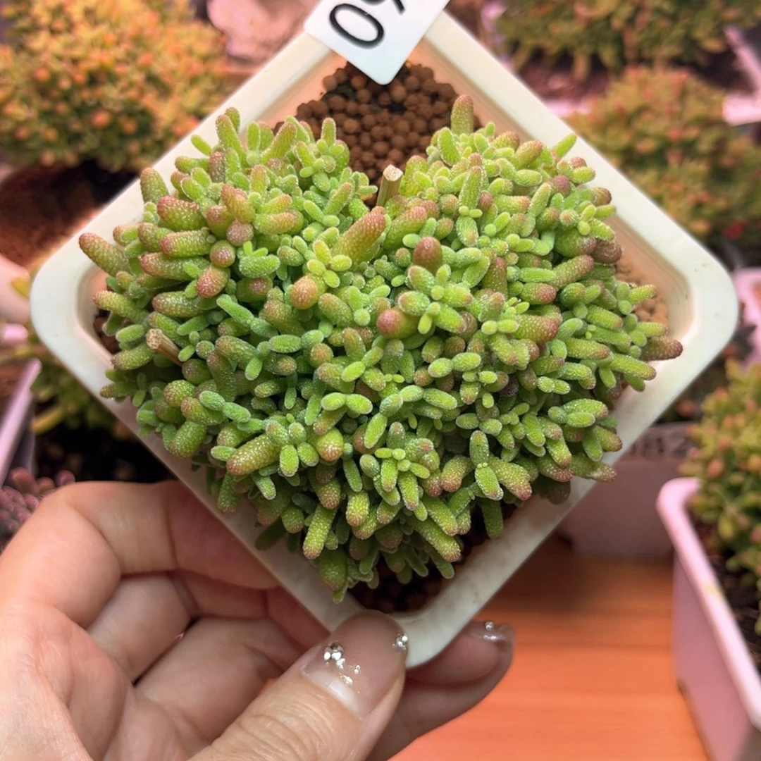 橙**橙090蜜桔可爱多肉植物