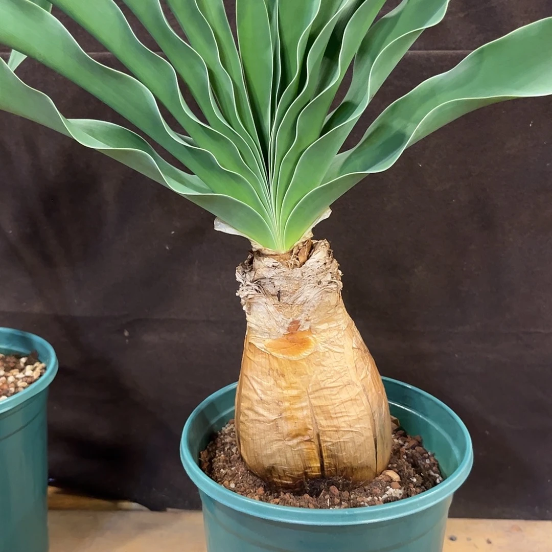 汤圆植物巨凤之卵