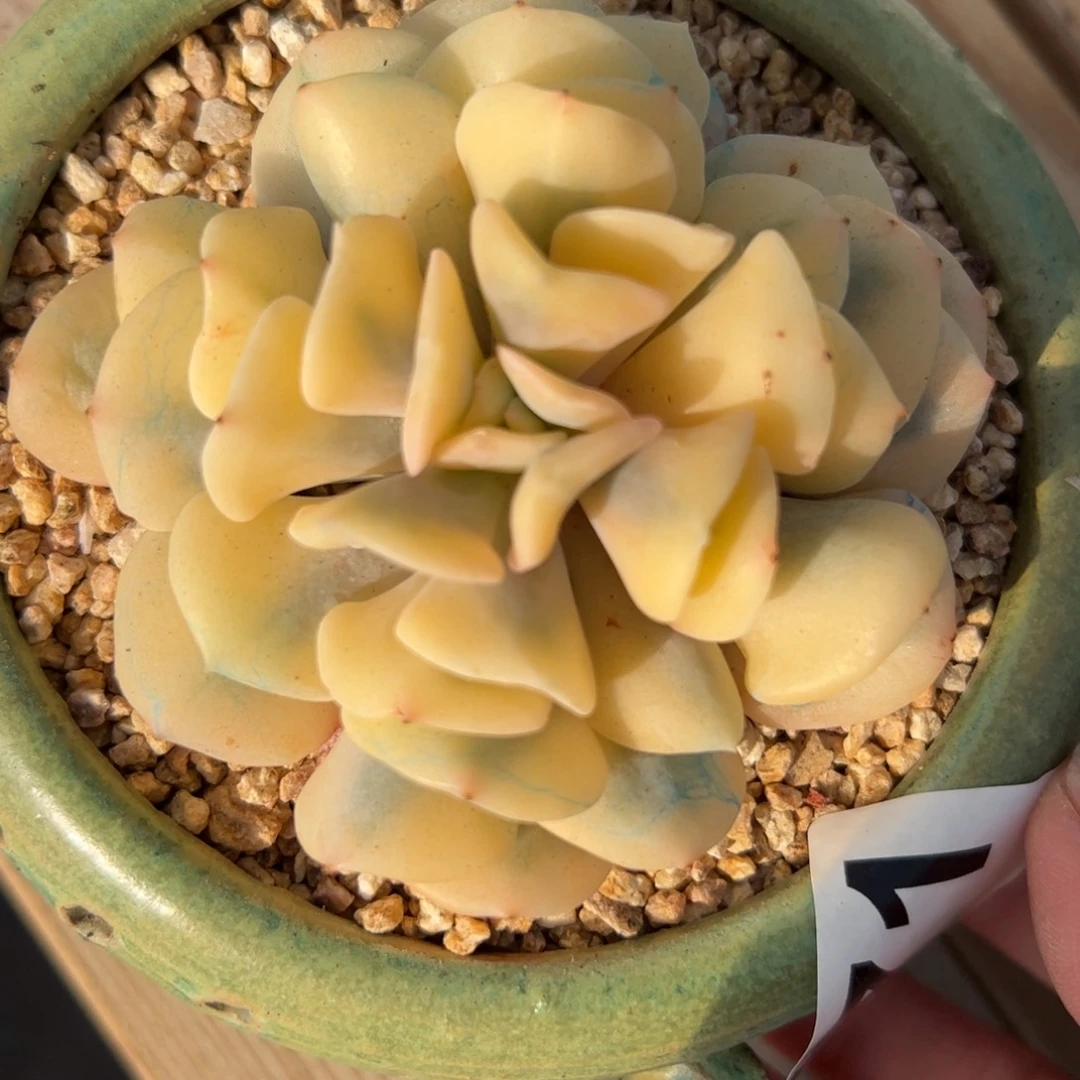 671 满38包邮一物一拍