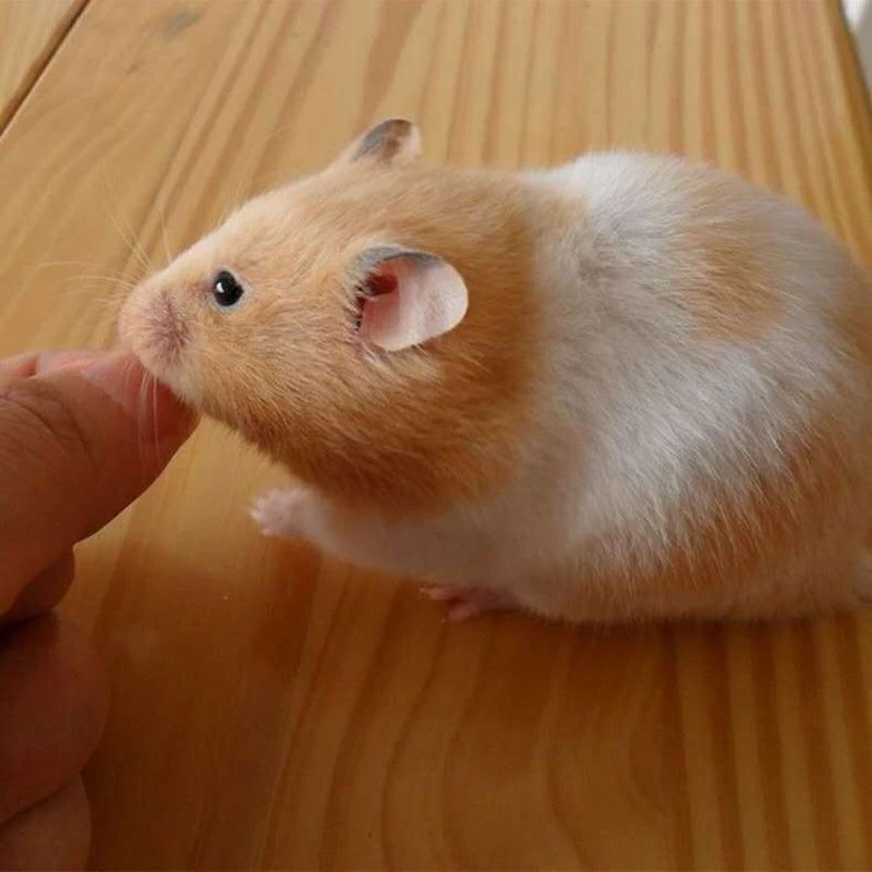 仓鼠家养可爱宠物长毛短毛金丝熊幼崽活体先拍后选