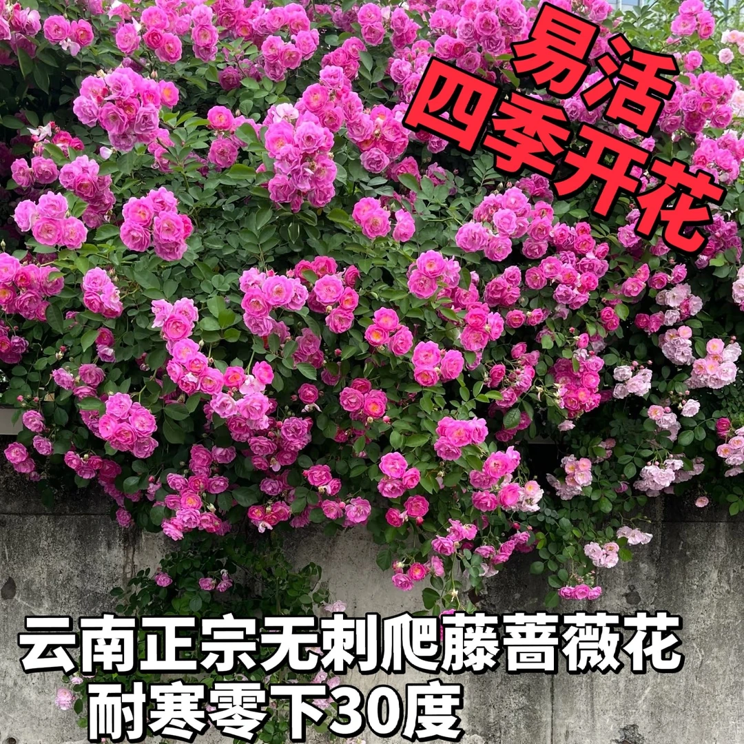 精品蔷薇五年老桩爬藤庭院超好养绿植庭院耐寒浓香多季藤本月季