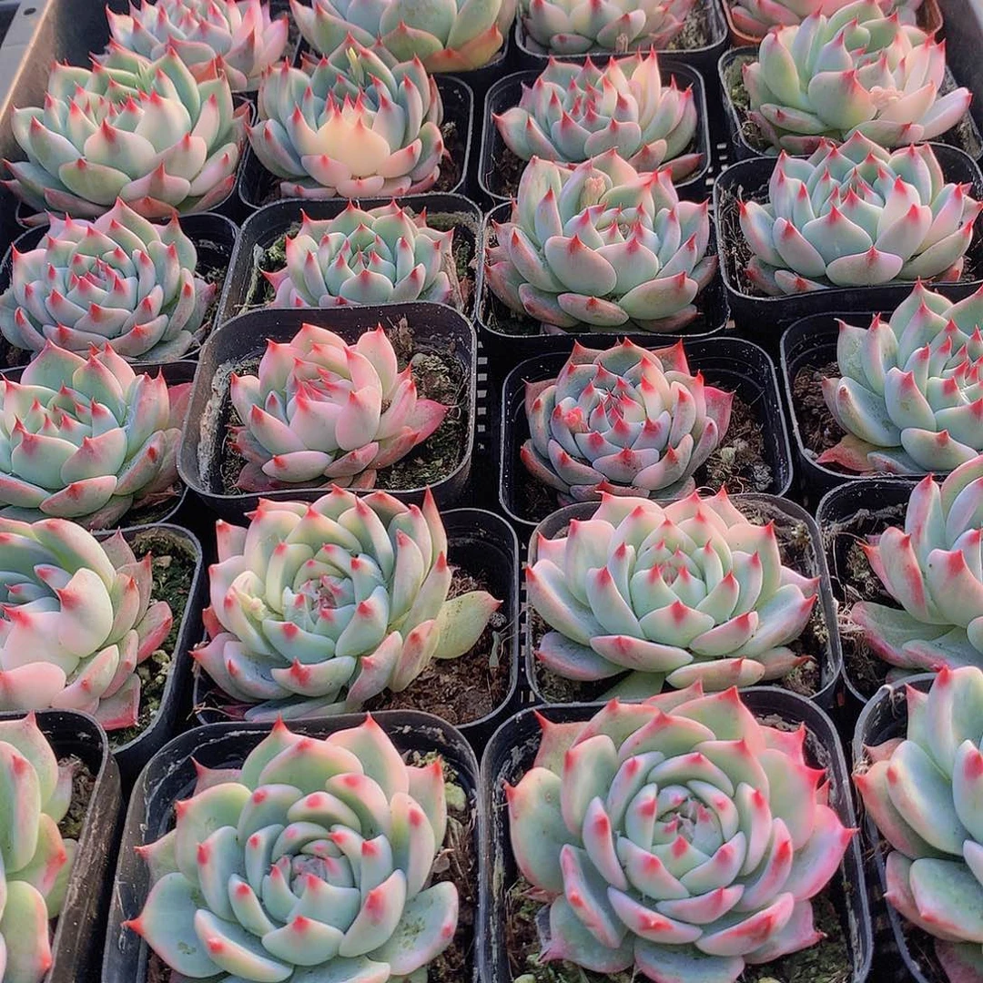 单头娃娃少锦2356788990000