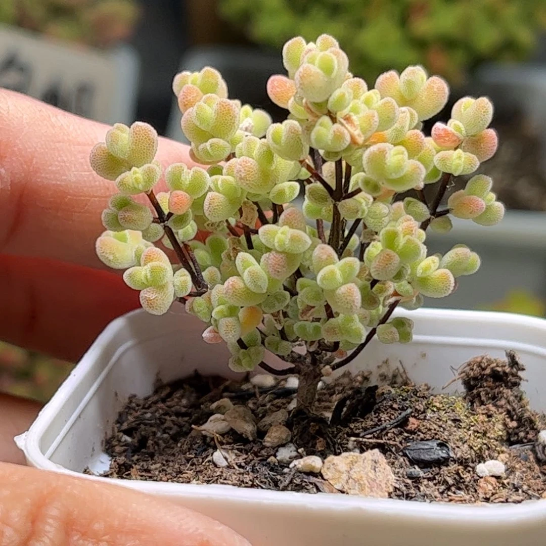 奶**圆实生莱斯优选枝干