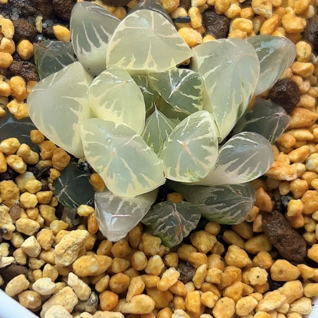 糊斑北极之光锦十二