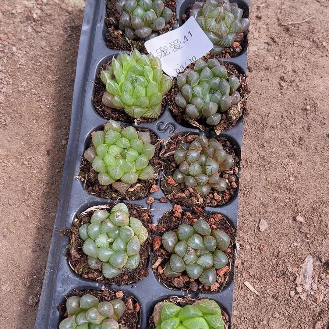 直播一物一拍2-41