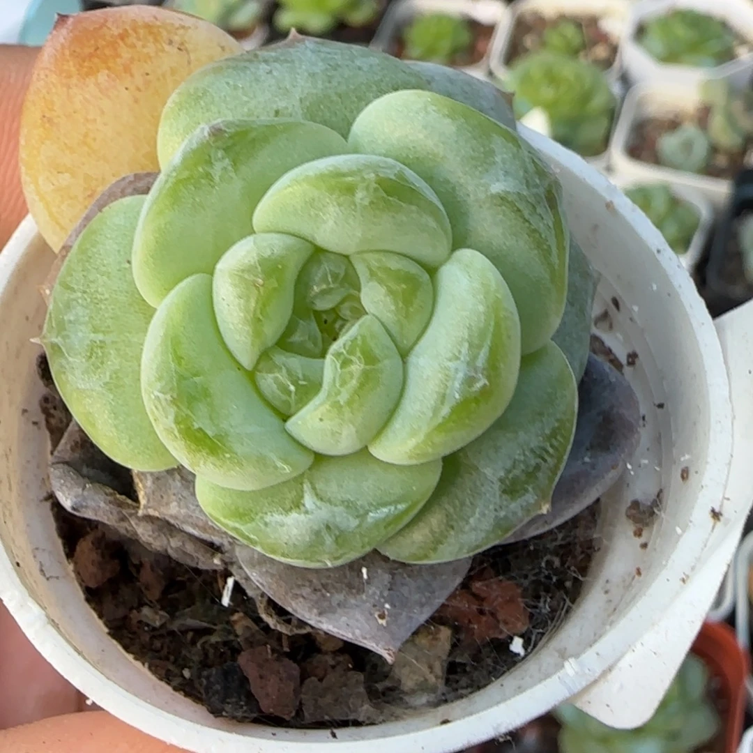小卡拉米糖心一物一拍11-20