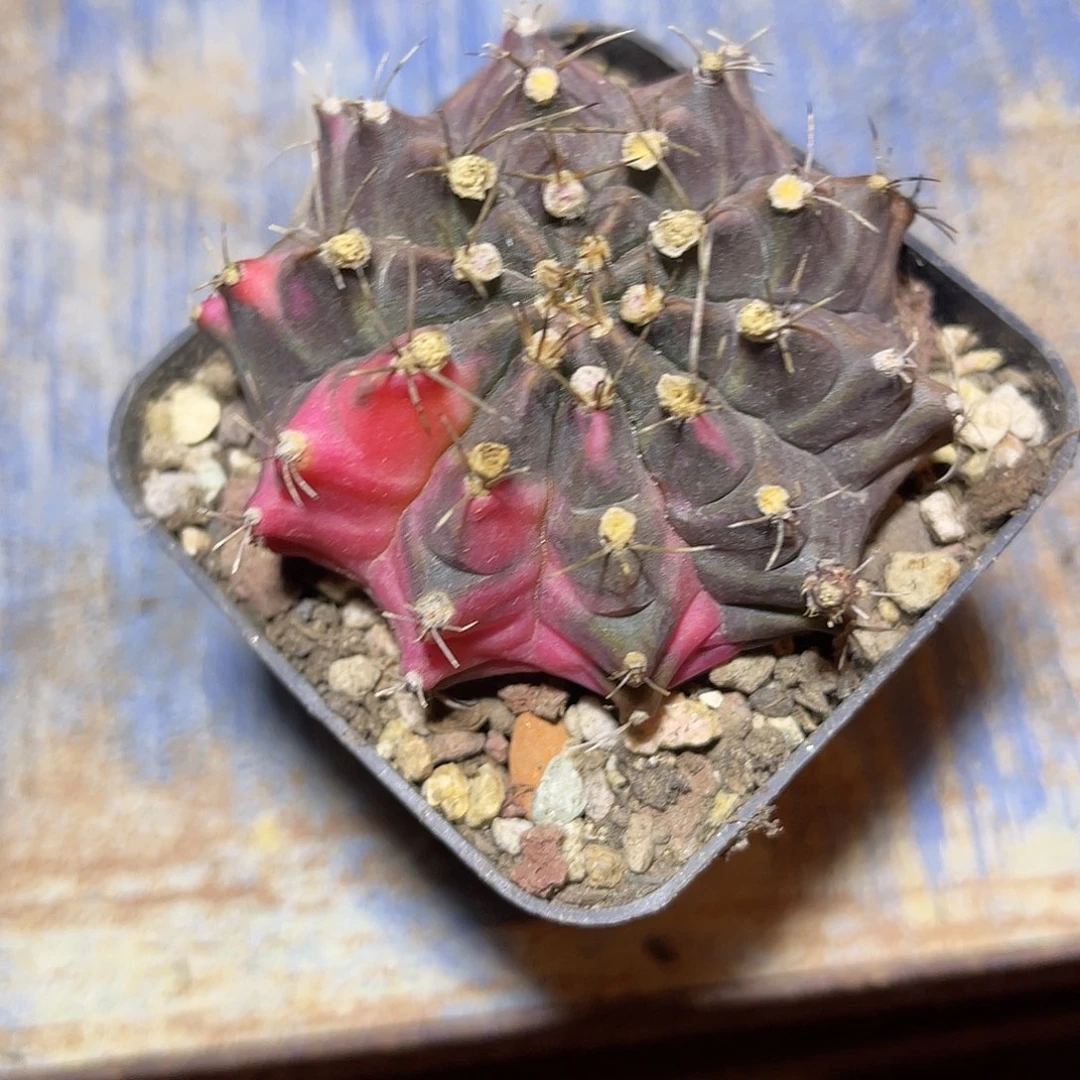 米哈牡丹锦一物一拍