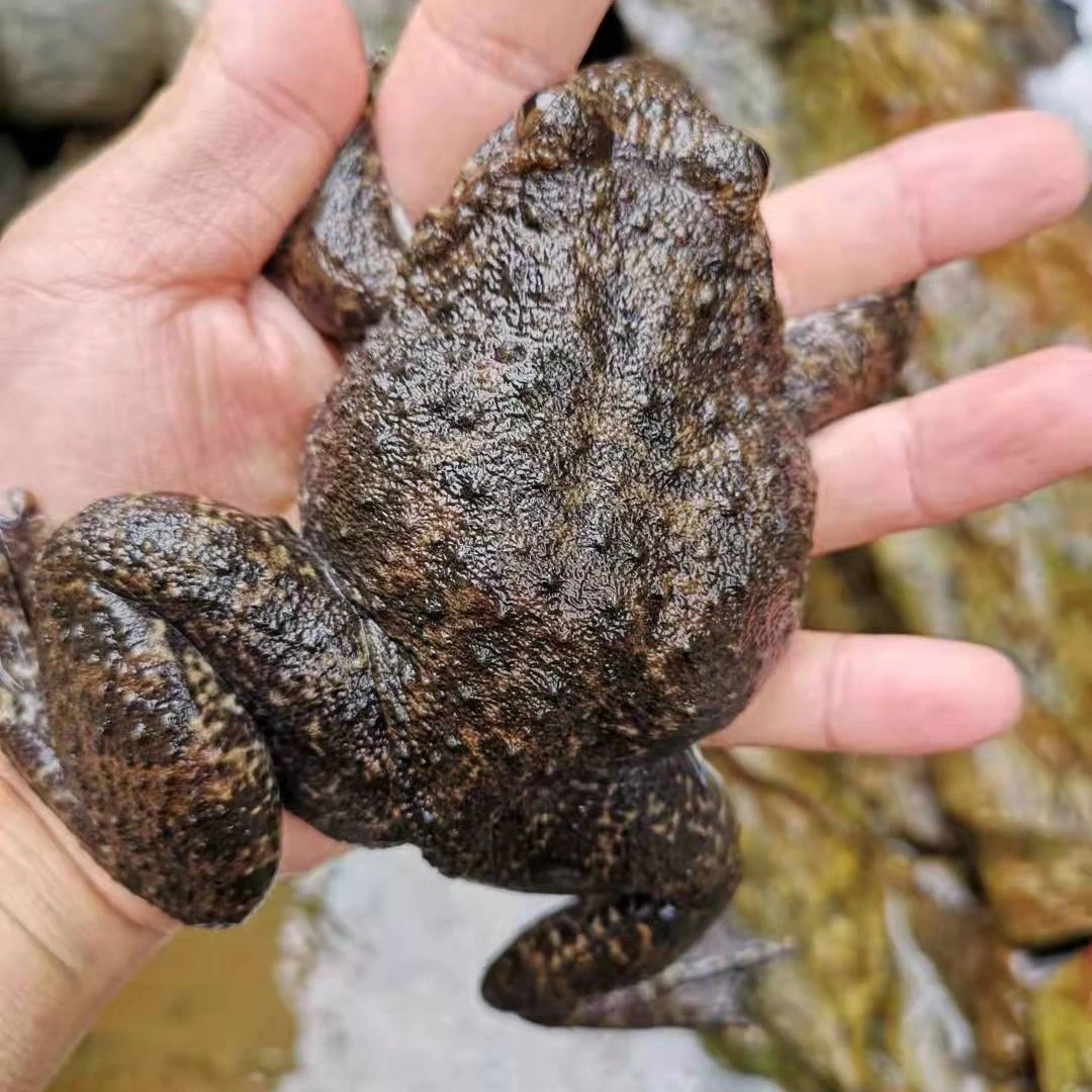 【三年半蛙】石冻品质鲜活山珍石蚌生态滋补适合月子老人小孩的佳品