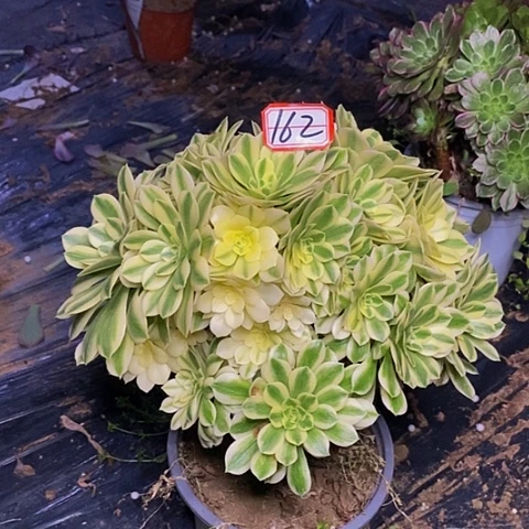 迈巴赫老桩绣球法师262