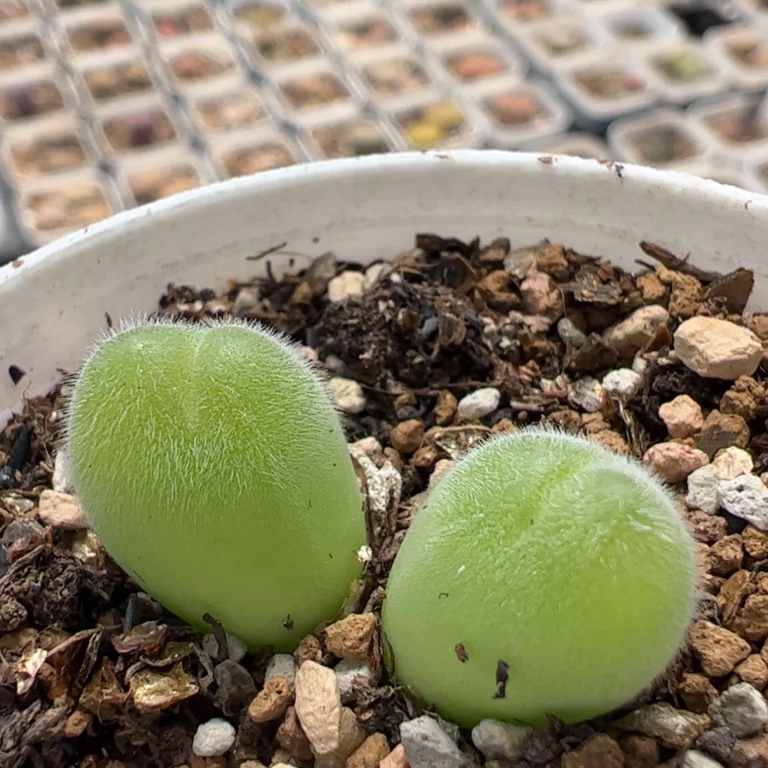 129多肉植物百科知识