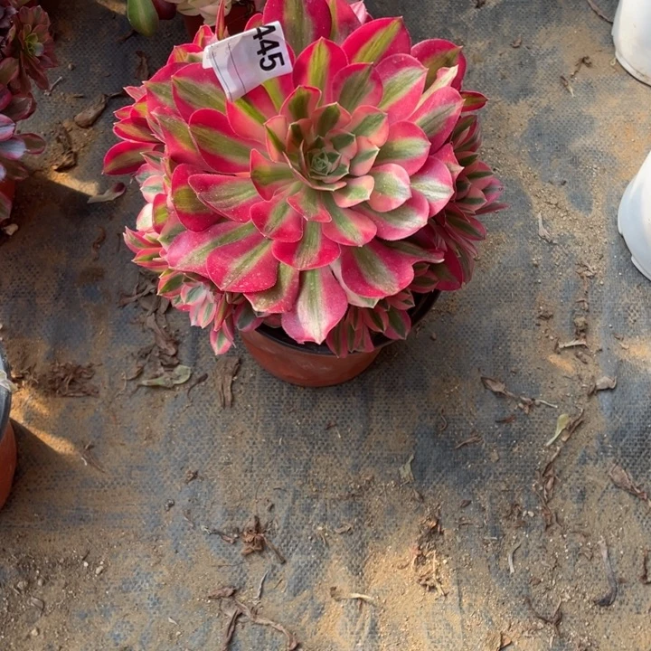 多肉粉女巫优选445