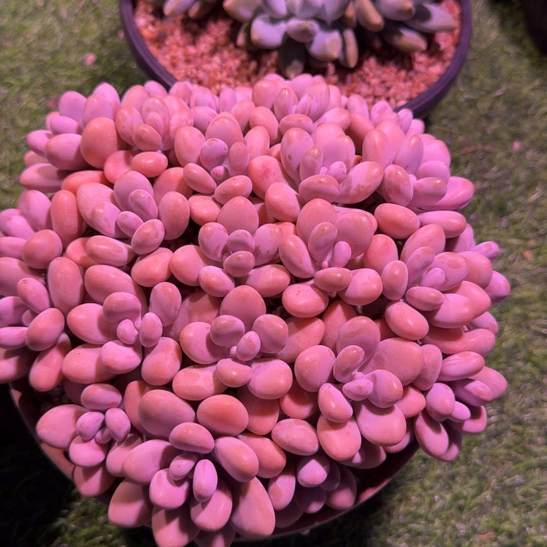 多肉植物桃蛋大群