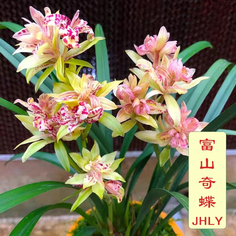 建兰-富山奇蝶 【建兰奇花】[奇花浓香 花层层叠叠 花中花偶有蝶化]