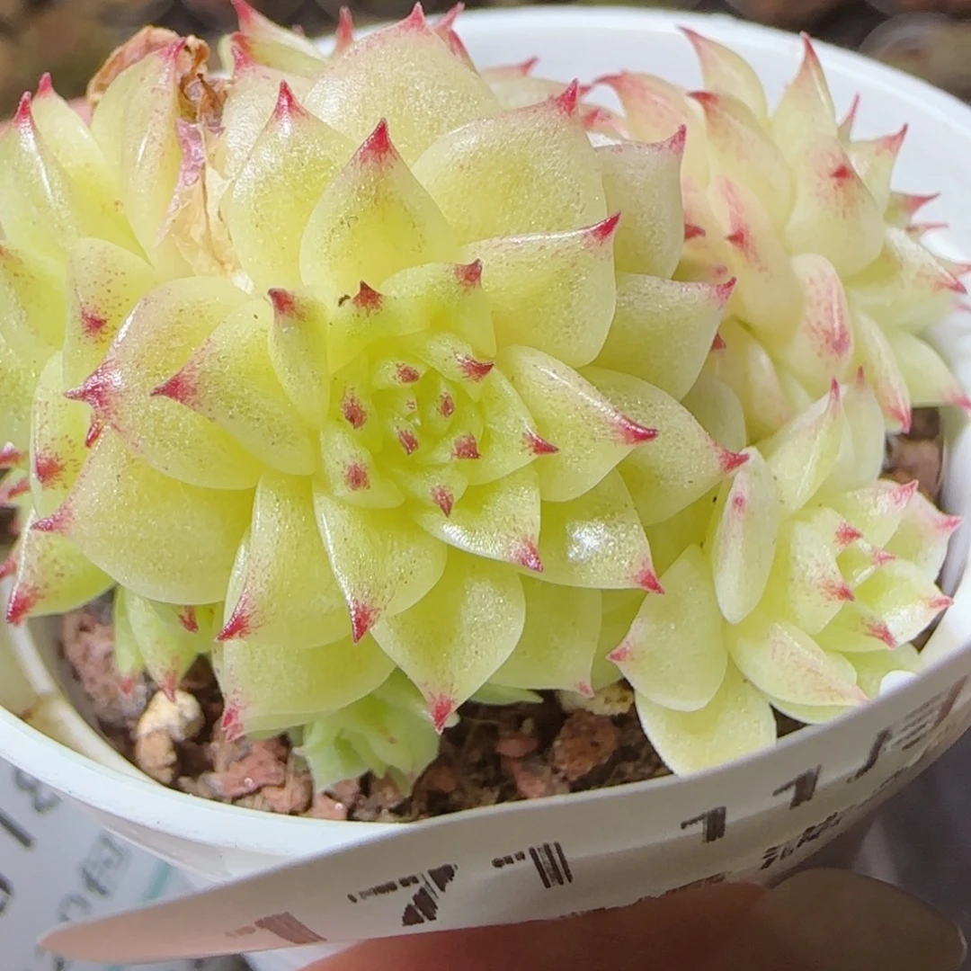 花语逸镜1118-171散