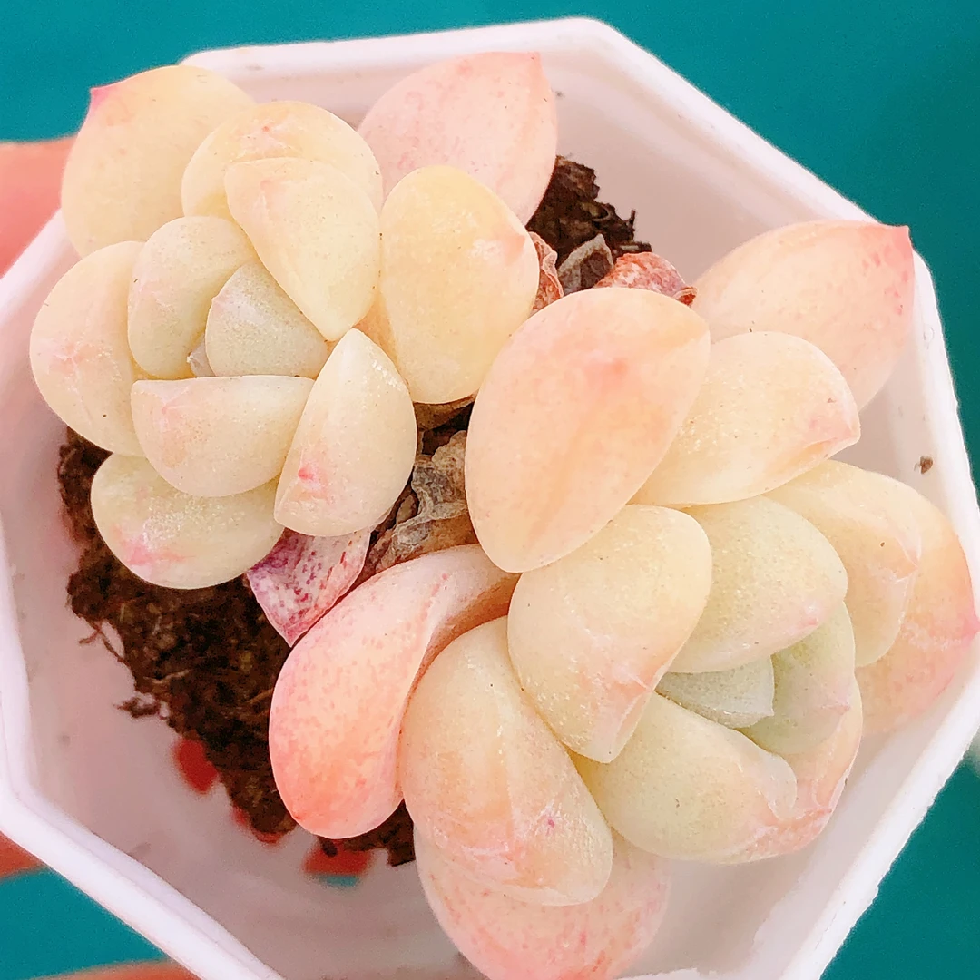 多肉  双头白底小透冰玉七颗嫌小慎拍（尺寸3左右）满28包邮除偏远