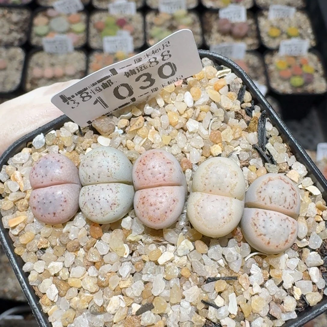 Zzzzz福利捡漏走起来1030