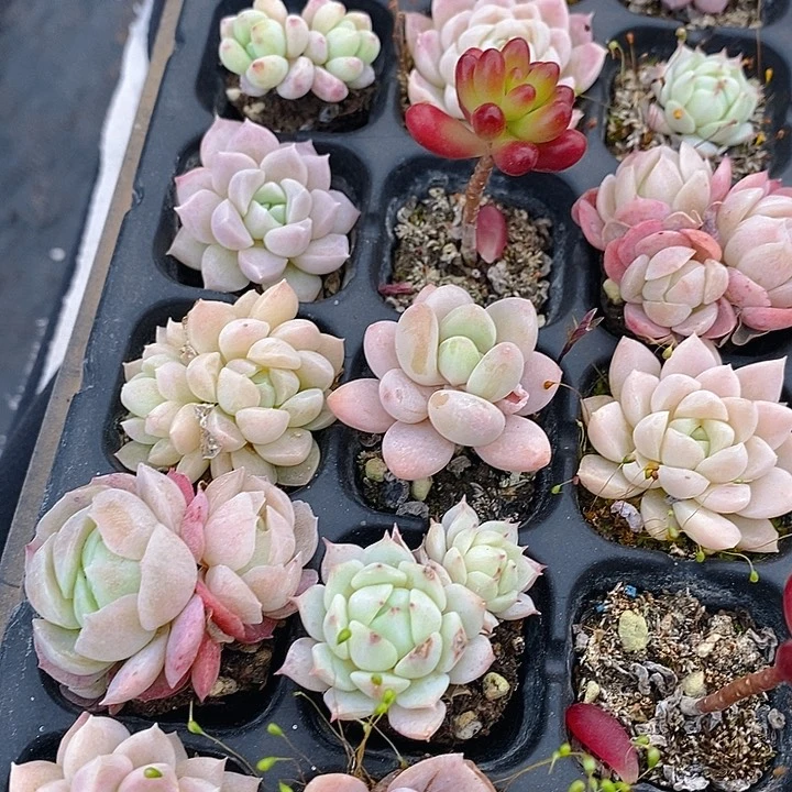 28 多肉植物盆栽花卉植物