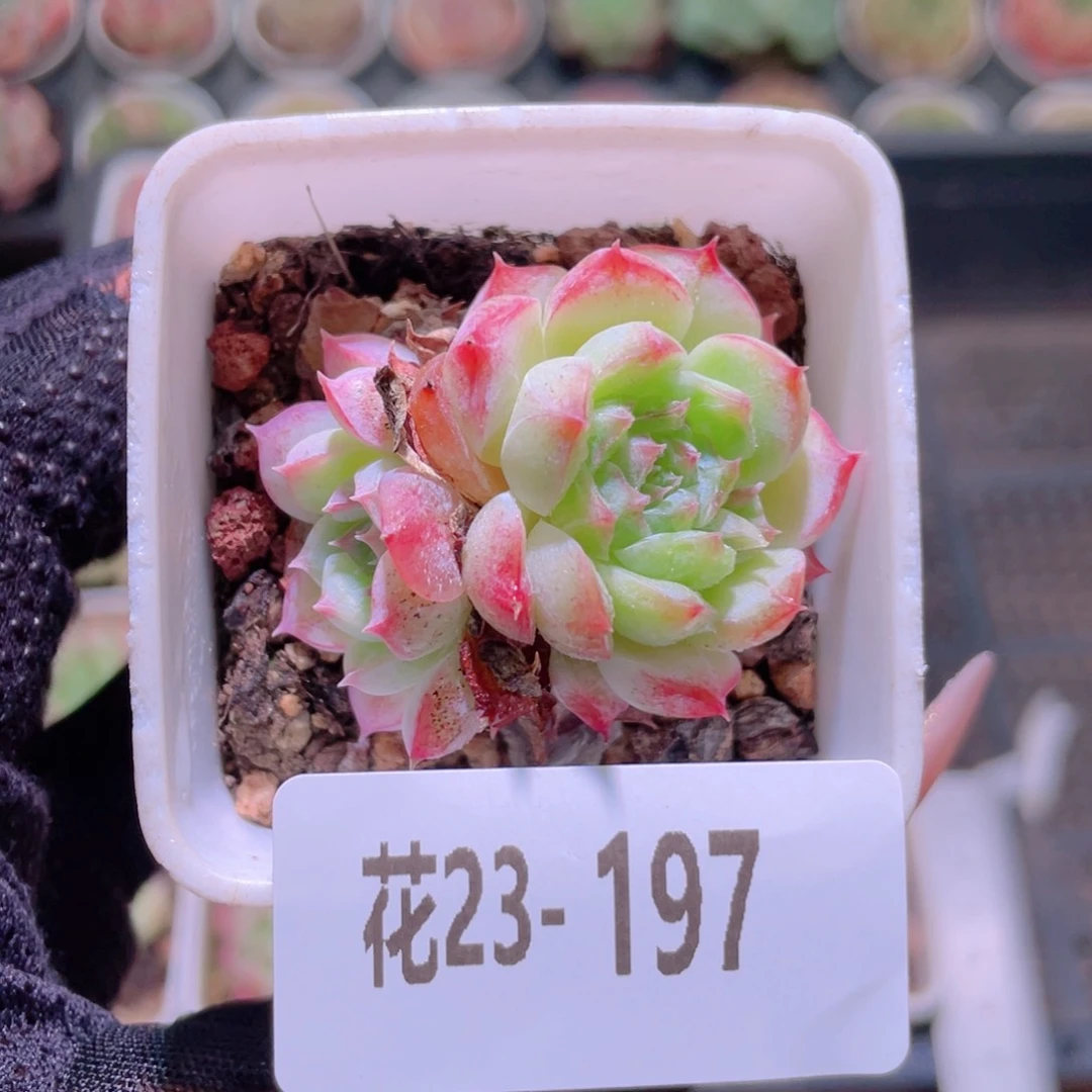 花利美23-197海王