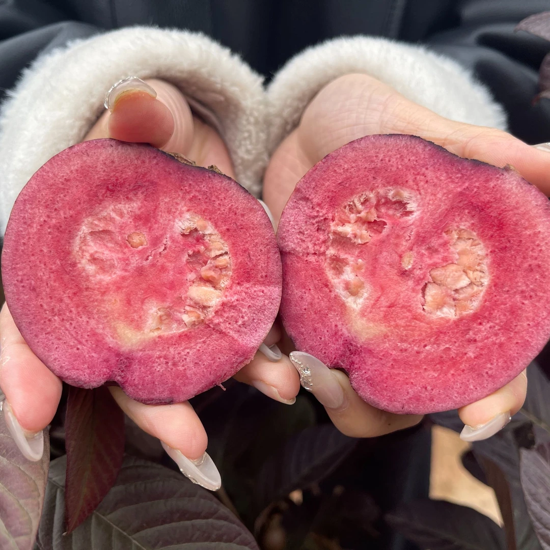 紫叶红心四季芭乐苗多季开花结果阳台庭院盆栽