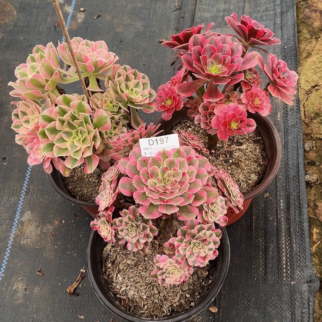 无花朵多肉植物197红铜白，美杜莎，粉女巫