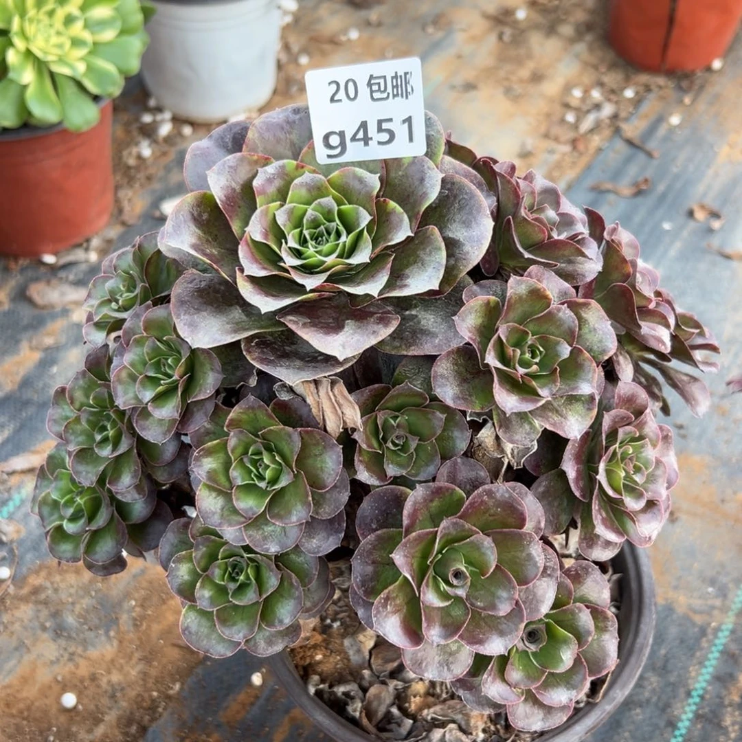 451魅金，满20包邮嘟叮熊