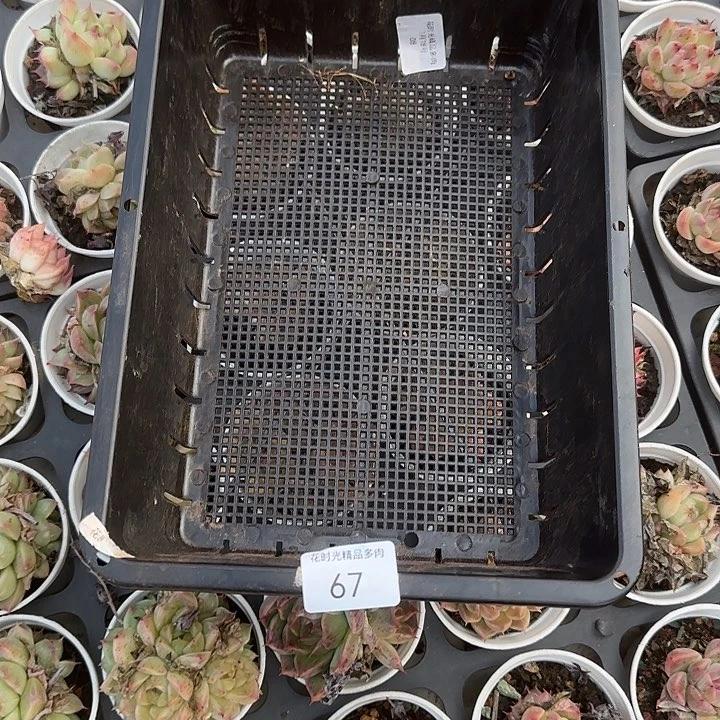 常**乐花时光精品多肉67