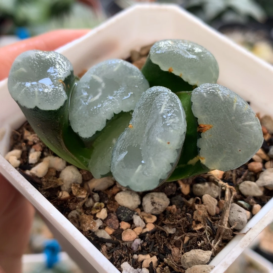 无纹万象，带盆一起