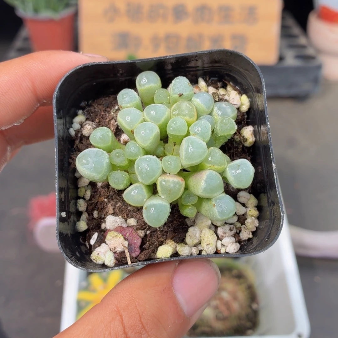 五十灵玉多肉9.9包邮发货