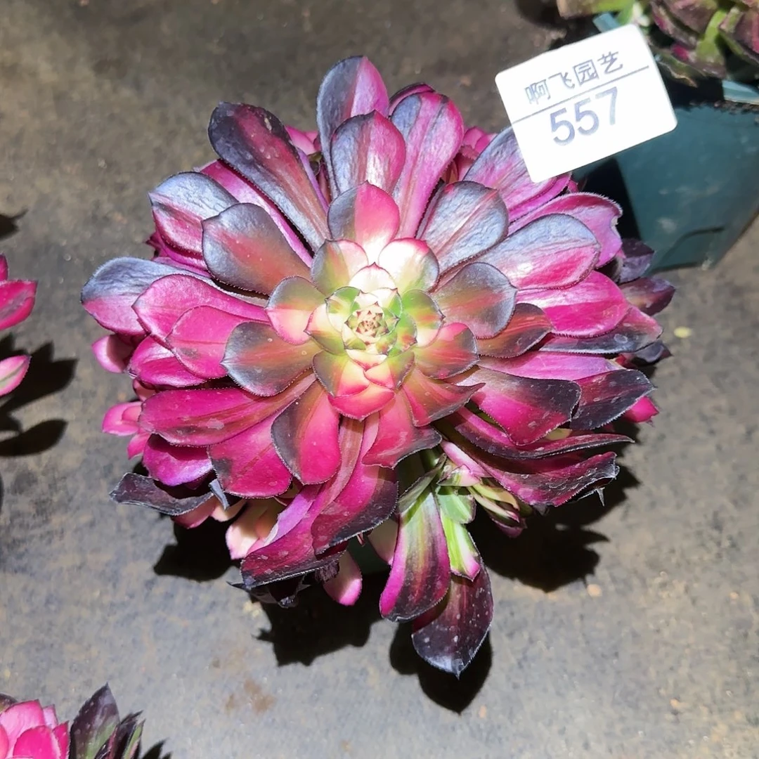 开*华557多肉 铜壶七彩法师