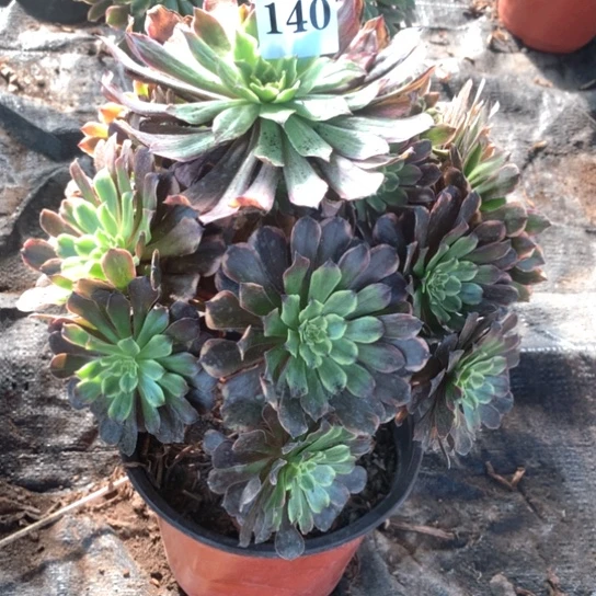 多肉植物粉黛140