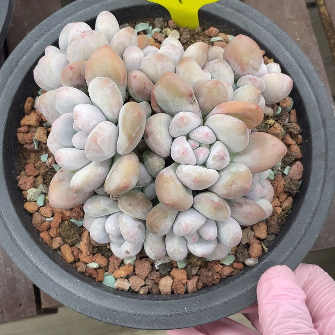 虾条寄养代售，香水一盆38元