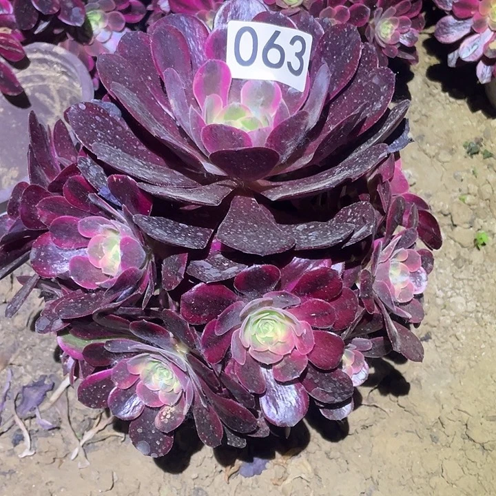 多肉植物法师63凤冠