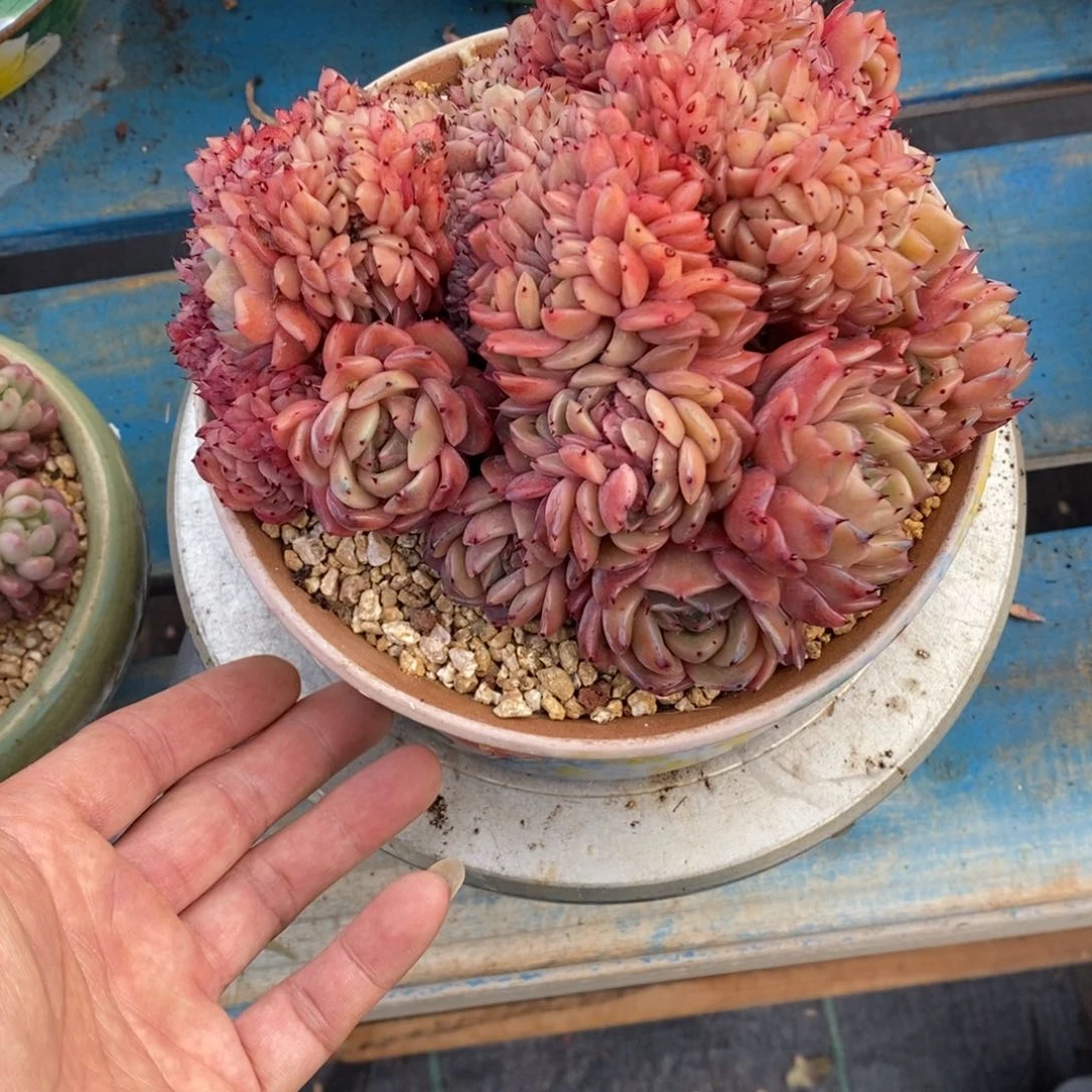 寄养多肉植物一物一拍
