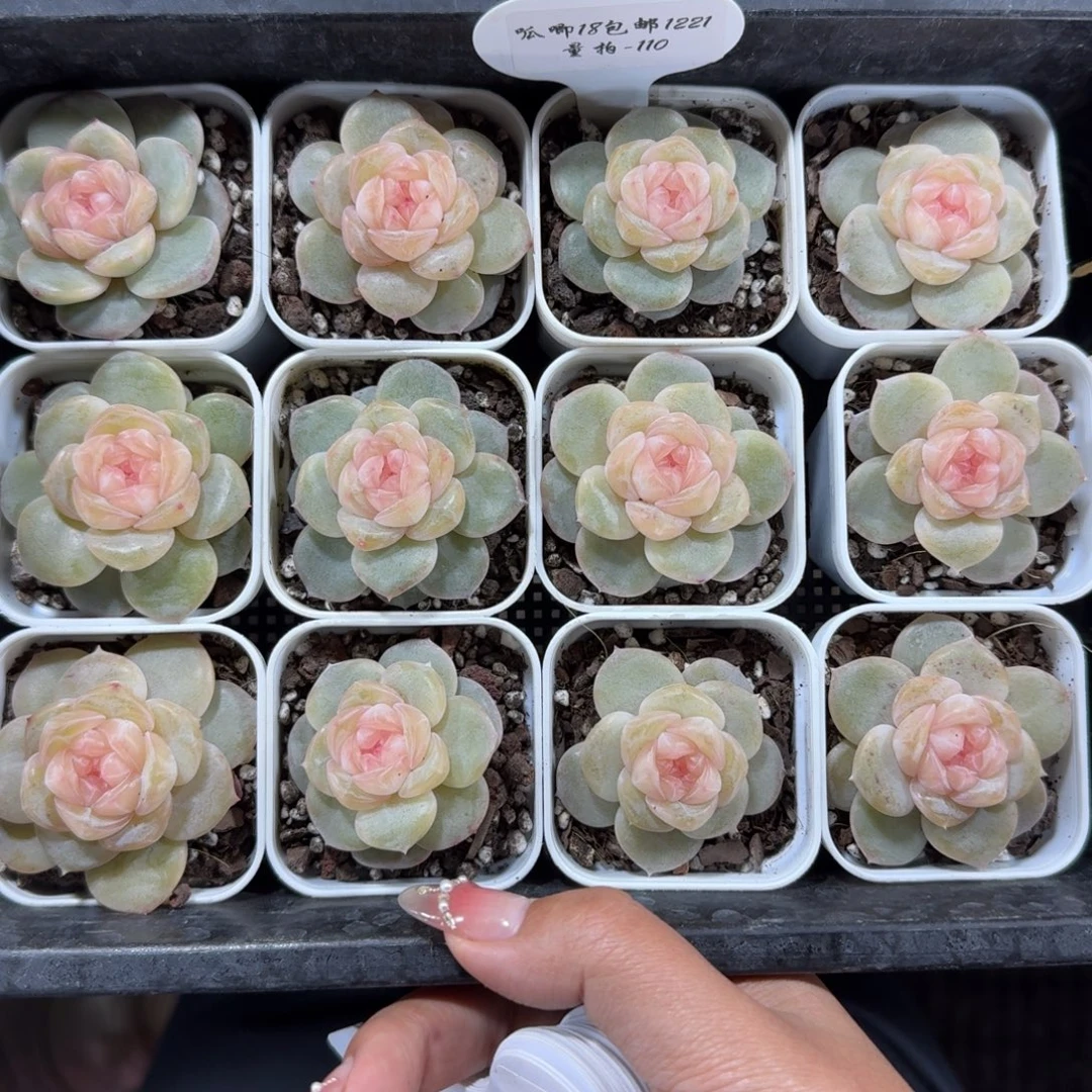 1221-110-颂芝一颗量拍