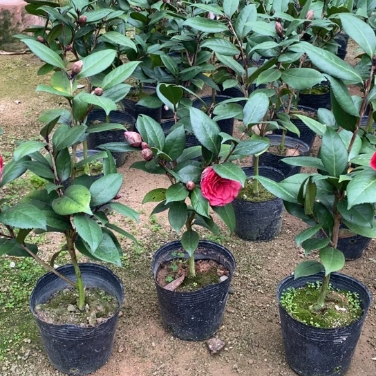 当前无花栽培后可以开花