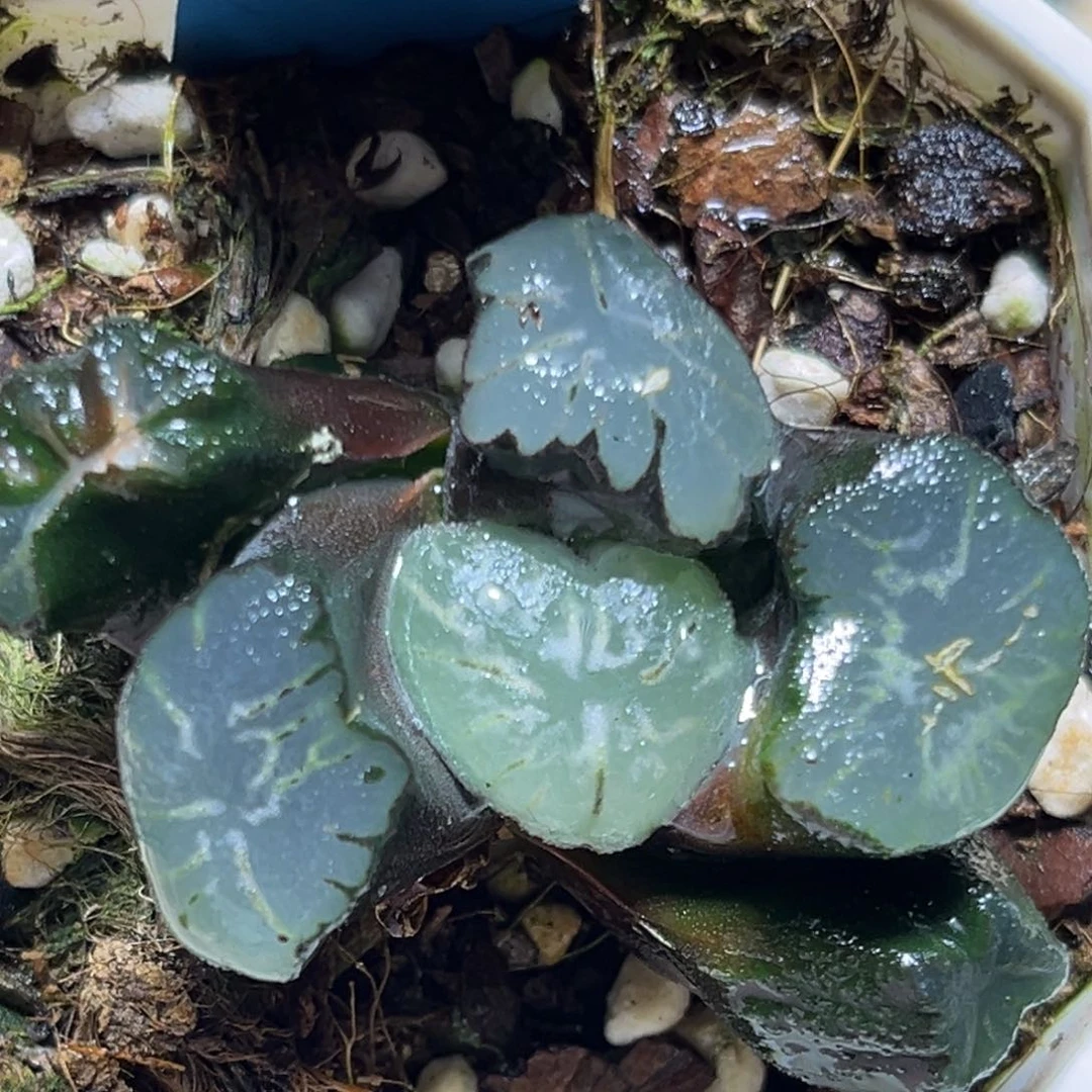 半**殇恭喜发财大吉大利0413