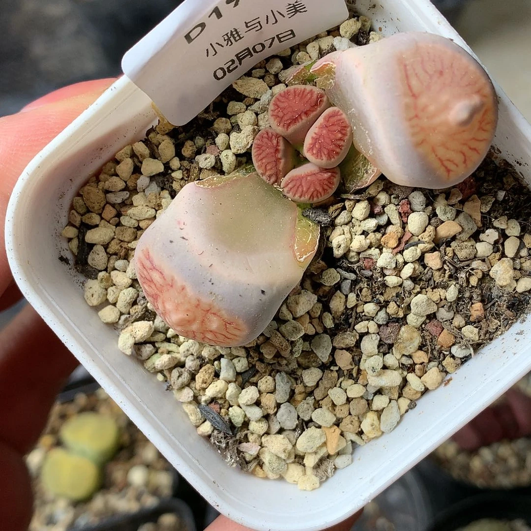 D196多肉植物保护研究所