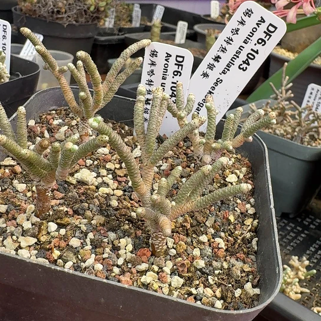 锡库哈特焦鳞银蚕量拍一个