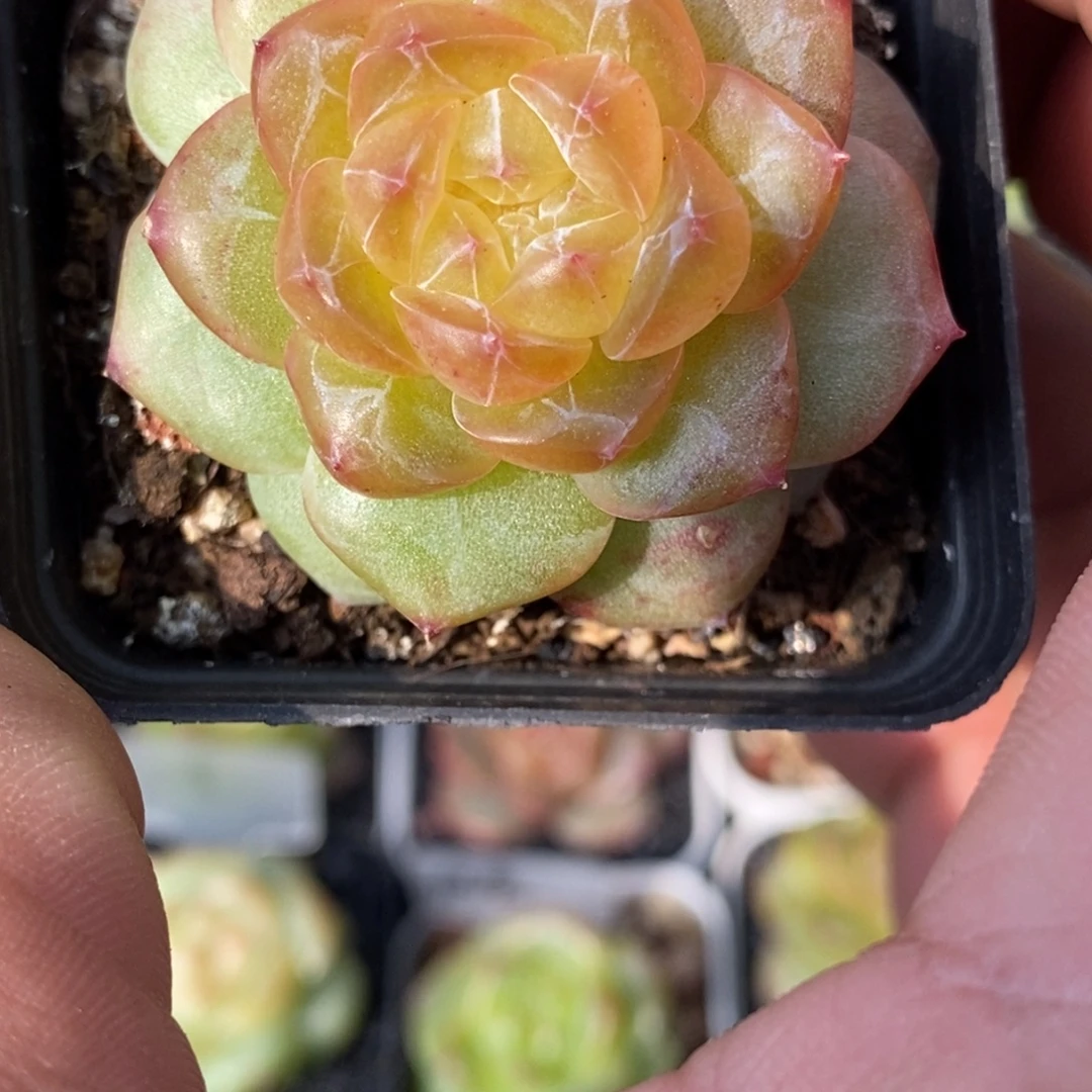 新品无名喜欢的拍哦……