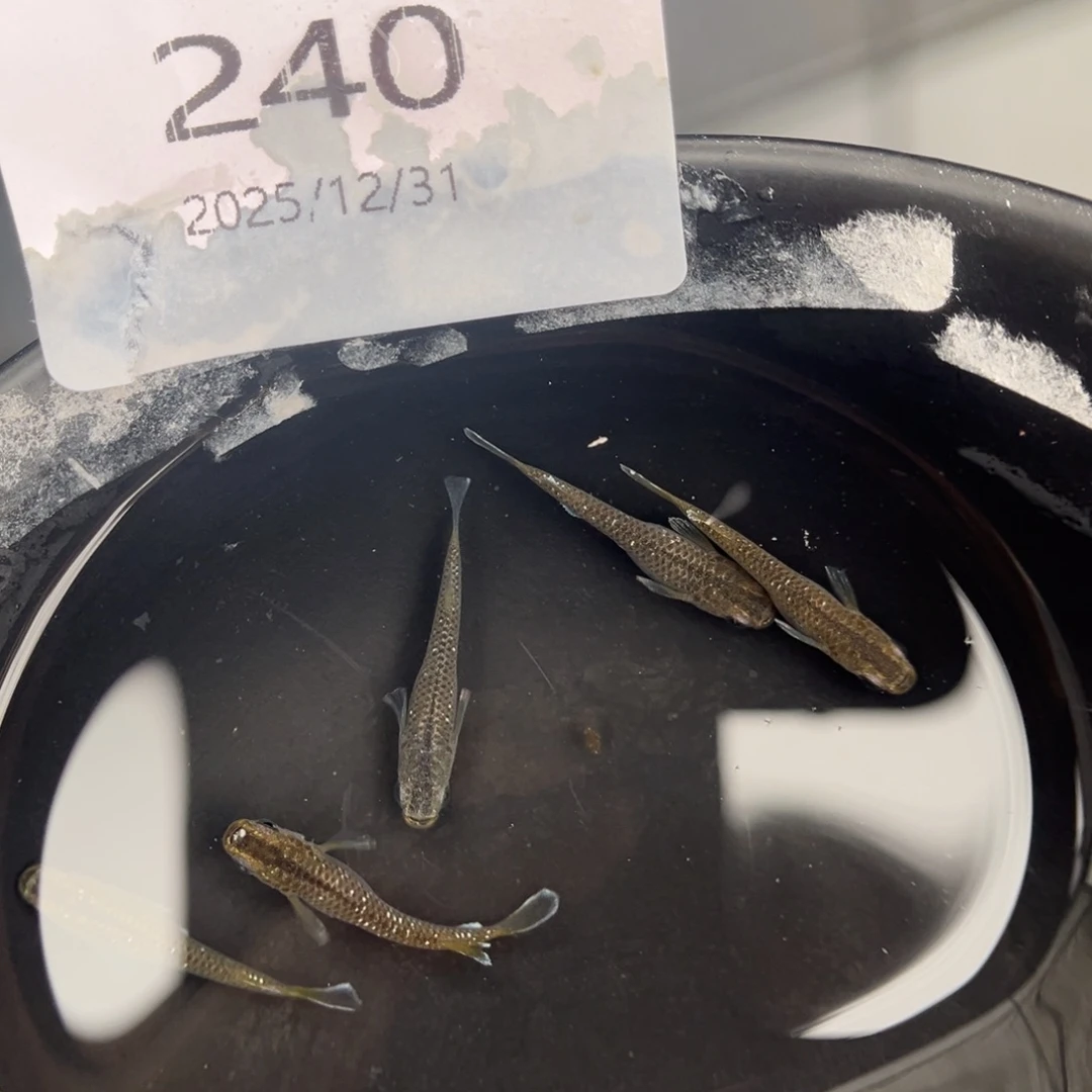 青鳉鱼240奶酪五尾