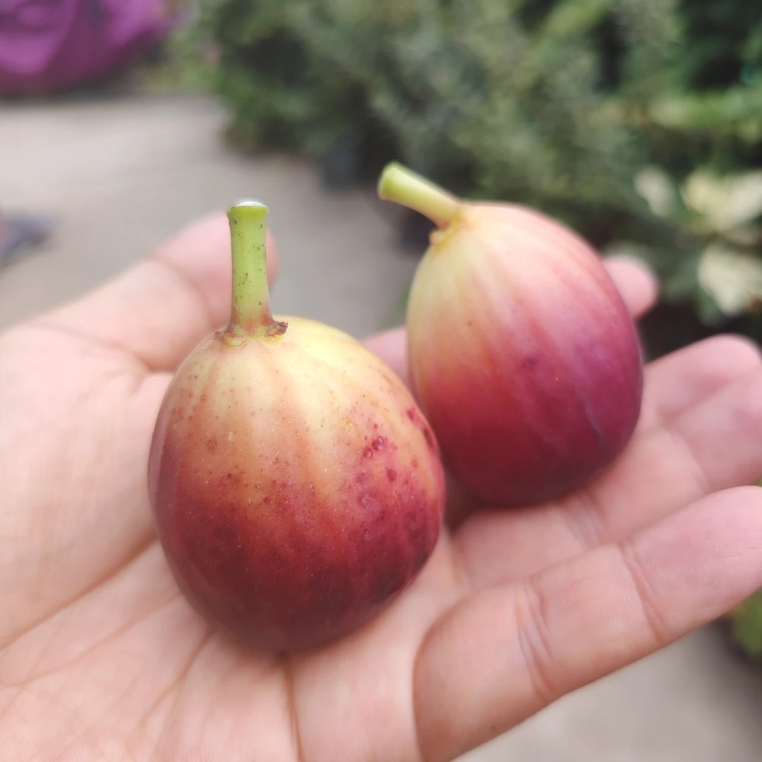 补差价直播间专拍实物为准花卉/绿植盆栽>花园