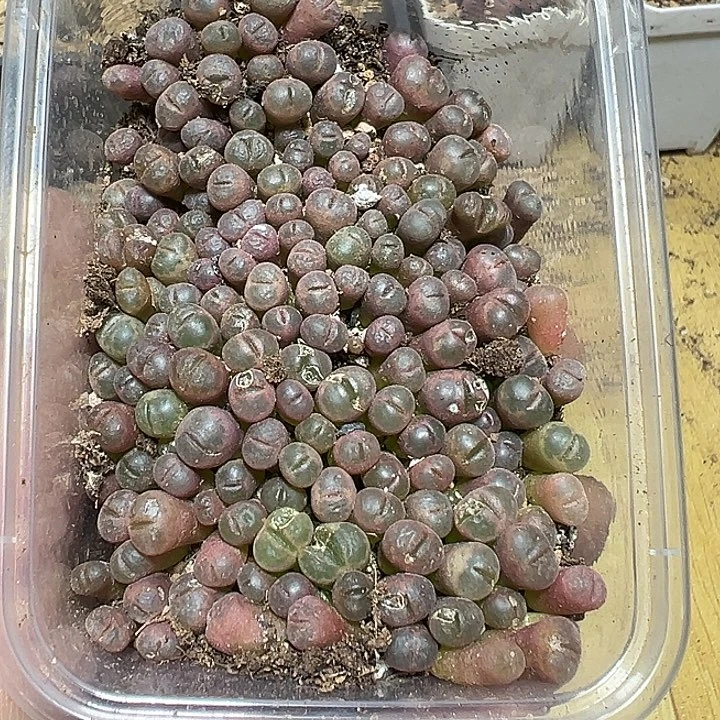 985号特价风铃一盒多肉植物